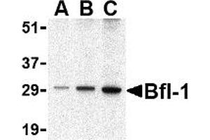 Western Blotting (WB) image for anti-BCL2-Related Protein A1 (BCL2A1) (C-Term) antibody (ABIN1030293) (BCL2A1 抗体  (C-Term))