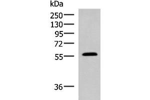 Western blot analysis of Mouse small intestines tissue lysate using PEPD Polyclonal Antibody at dilution of 1:1000 (PEPD 抗体)