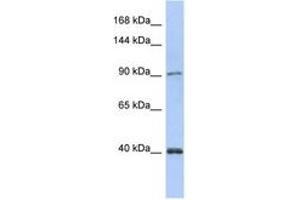 Image no. 1 for anti-Polymerase (DNA Directed) kappa (POLK) (AA 35-84) antibody (ABIN6743491) (POLK 抗体  (AA 35-84))