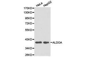 Western Blotting (WB) image for anti-Aldolase A, Fructose-Bisphosphate (ALDOA) antibody (ABIN1870931) (ALDOA 抗体)
