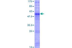 OR11A1 Protein (AA 1-315) (GST tag)