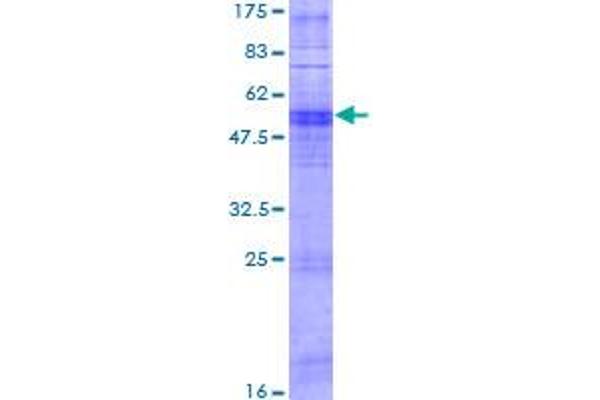 OR11A1 Protein (AA 1-315) (GST tag)