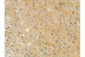 ABIN6257035 and ABIN6275629 at 1/100 staining human normal liver tissue by IHC-P. (Thrombomodulin 抗体  (C-Term))