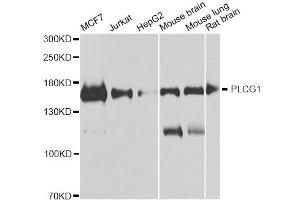 Western blot analysis of extracts of various cell lines, using PLCG1 antibody. (Phospholipase C gamma 1 抗体)