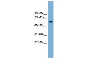 WB Suggested Anti-FOXN3 Antibody Titration: 0. (FOXN3 抗体  (Middle Region))