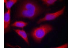 Immunofluorescence staining of methanol-fixed Hela cells using AMPKa1(Phospho-Ser487)Antibody. (AMPK alpha 抗体  (pSer487))