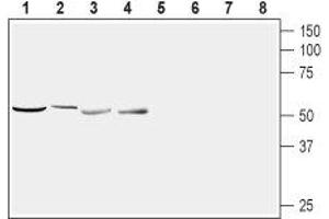 Nucleobindin 2 (NUCB2) peptide