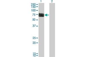 Western Blot analysis of RTN2 expression in transfected 293T cell line by RTN2 monoclonal antibody (M05), clone 6A11. (Reticulon 2 抗体  (AA 1-100))