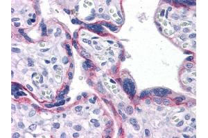 Immunohistochemical analysis of paraffin-embedded human Placenta tissues using CDH2 mouse mAb (N-Cadherin 抗体)