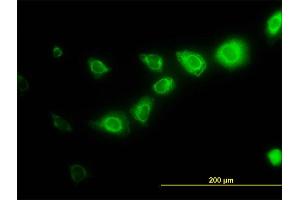 Immunofluorescence of monoclonal antibody to CAPNS1 on HeLa cell.