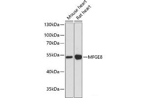 Western blot analysis of extracts of various cell lines using MFGE8 Polyclonal Antibody at dilution of 1:3000. (MFGE8 抗体)