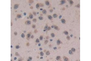 IHC-P analysis of Mouse Tissue, with DAB staining. (Coagulation Factor V 抗体  (AA 1863-2161))