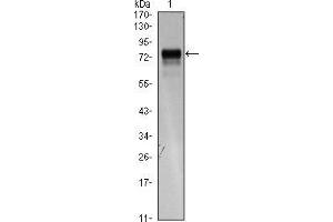 Western Blot showing FLT4 antibody used against FLT4 (AA: 25-330)-hIgGFc transfected HEK293 cell lysate.