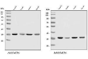Western blot analysis of HnRNP A1 using anti-HnRNP A1 antibody (ABIN4886621). (HNRNPA1 抗体  (N-Term))