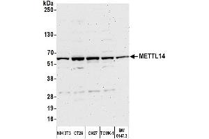 Western Blotting (WB) image for anti-Methyltransferase Like 14 (METTL14) (AA 25-75) antibody (ABIN7452826) (METTL14 抗体  (AA 25-75))