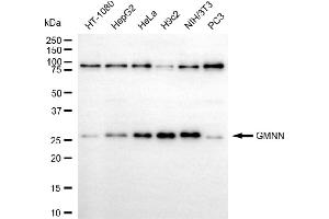 anti-Geminin, DNA Replication Inhibitor (GMNN) antibody