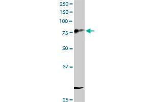 Western Blotting (WB) image for anti-CD44 (CD44) (AA 1-361) antibody (ABIN514203)
