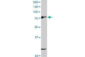 CD44 MaxPab rabbit polyclonal antibody. (CD44 抗体  (AA 1-361))