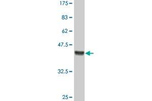 Western Blot detection against Immunogen (36. (HOXB9 抗体  (AA 65-163))