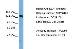 WB Suggested Anti-EEA1  Antibody Titration: 0. (EEA1 抗体  (N-Term))