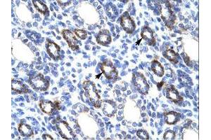 Image no. 1 for anti-Regulator of G-Protein Signaling 6 (RGS6) (AA 398-447) antibody (ABIN6735894) (RGS6 抗体  (AA 398-447))