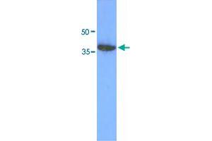 Western blot analysis of 293T cell lysate (30 ug) by ACOT7 monoclonal antibody, clone AT1D5  (1:1000). (ACOT7 抗体  (AA 1-370))