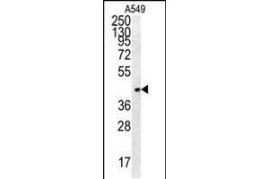Western blot analysis in A549 cell line lysates (35ug/lane). (FSTL1 抗体  (C-Term))