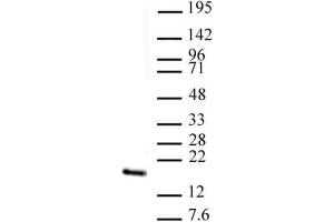 Histone H3 trimethyl Lys4 antibody (pAb) tested by Western blot. (Histone 3 抗体  (H3K4me3))