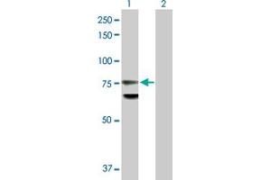 Western Blot analysis of LMNB1 expression in transfected 293T cell line by LMNB1 MaxPab polyclonal antibody. (Lamin B1 抗体  (AA 1-586))