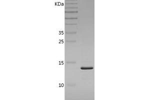 Western Blotting (WB) image for Fatty Acid Binding Protein 4, Adipocyte (FABP4) (AA 1-132) protein (His tag) (ABIN7122896) (FABP4 Protein (AA 1-132) (His tag))