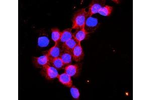 IF analysis of Flotillin 2 using anti-Flotillin 2 antibody (ABIN3042393).