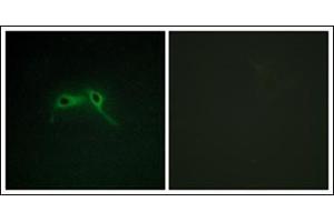 Immunofluorescence analysis of HepG2 cells, using NF1 Antibody.