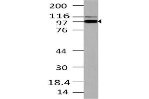 Image no. 1 for anti-TLR4 Interactor with Leucine-Rich Repeats (TRIL) (AA 600-811) antibody (ABIN5027595) (TRIL 抗体  (AA 600-811))