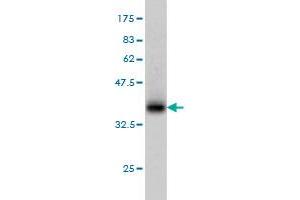 Western Blot detection against Immunogen (36. (PHOSPHO1 抗体  (AA 168-266))