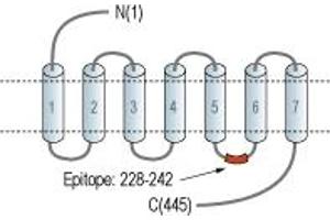 Representative domain view of the target of ABIN7043271. (HRH3 抗体  (3rd Intracellular Loop))