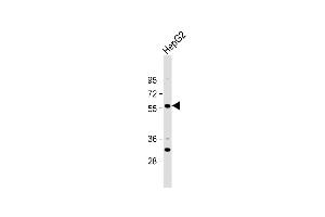 Anti-ST6GAL2 Antibody (C-term) at 1:1000 dilution + HepG2 whole cell lysate Lysates/proteins at 20 μg per lane.