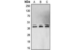 Western blot analysis of ERK1/2 expression in MCF7 (A), NIH3T3 (B), PC12 (C) whole cell lysates. (ERK1/2 抗体  (Center))