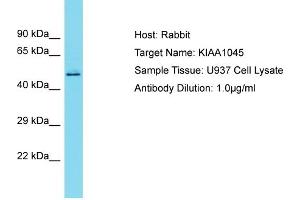 Host: Rabbit Target Name: KIAA1045 Sample Type: U937 Whole Cell lysates Antibody Dilution: 1. (KIAA1045 抗体  (N-Term))