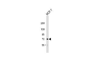 Anti-PIASx1/2 Antibody  at 1:1000 dilution + MCF-7 whole cell lysate Lysates/proteins at 20 μg per lane. (PIAS2 抗体  (N-Term))