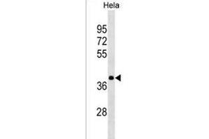 HNRN Antibody (N-term) (ABIN1539277 and ABIN2850046) western blot analysis in Hela cell line lysates (35 μg/lane). (HNRNPA3 抗体  (N-Term))