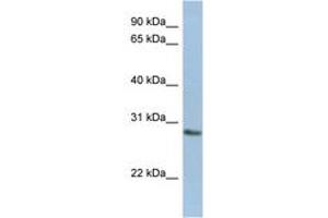 Image no. 1 for anti-N-Acetylneuraminic Acid Phosphatase (NANP) (AA 179-228) antibody (ABIN6743708) (NANP 抗体  (AA 179-228))