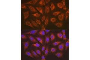 Immunofluorescence (IF) image for anti-AlkB, Alkylation Repair Homolog 1 (ALKBH1) antibody (ABIN7265552)