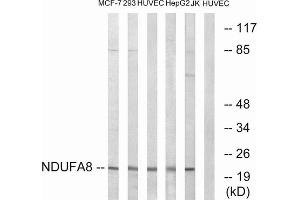 Western blot analysis of extracts from MCF-7 cells, 293 cells, HUVEC cells, HepG2 cells and Jurkat cells, using NDUFA8 antibody. (NDUFA8 抗体  (Internal Region))