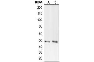 Western blot analysis of PRIM1 expression in HeLa (A), Raw264. (PRIM1 抗体  (C-Term))