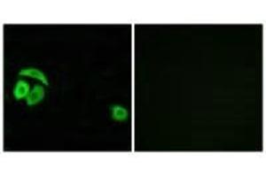 Immunofluorescence analysis of A549 cells, using RPL27A antibody. (RPL27A 抗体  (C-Term))