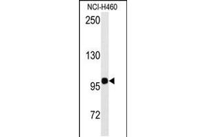 Western blot analysis of anti-HIPK2 Antibody (Y361) in NCI-H460 cell line lysates (35ug/lane) (HIPK2 抗体  (AA 344-372))