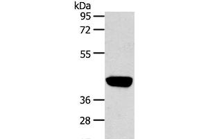 Western Blot analysis of Hepg2 cell using PRSS50 Polyclonal Antibody at dilution of 1:450 (PRSS50 抗体)