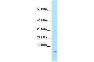 WB Suggested Anti-SERF1A Antibody Titration: 1. (SERF1A 抗体  (N-Term))