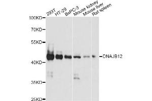 Western blot analysis of extracts of various cell lines, using DNAJB12 antibody. (DNAJB12 抗体)