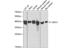 Western blot analysis of extracts of various cell lines using EIF3H Polyclonal Antibody at dilution of 1:1000. (EIF3H 抗体)